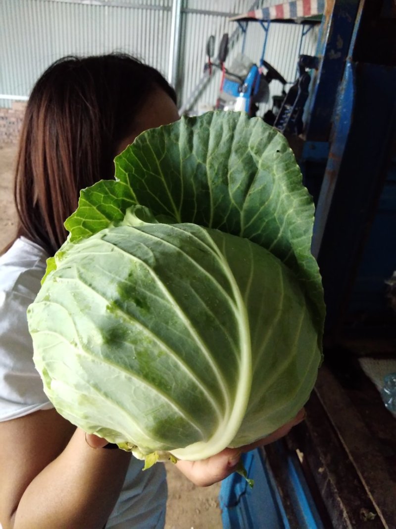 甘蓝精品