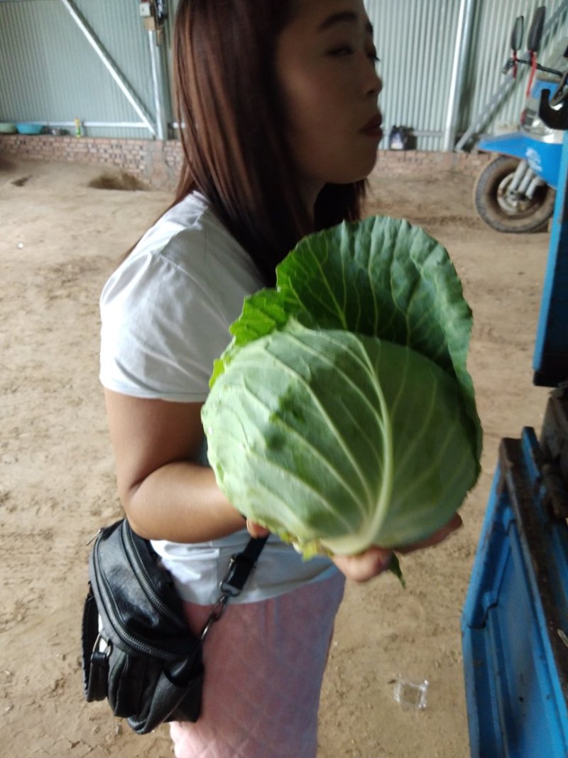 甘蓝精品
