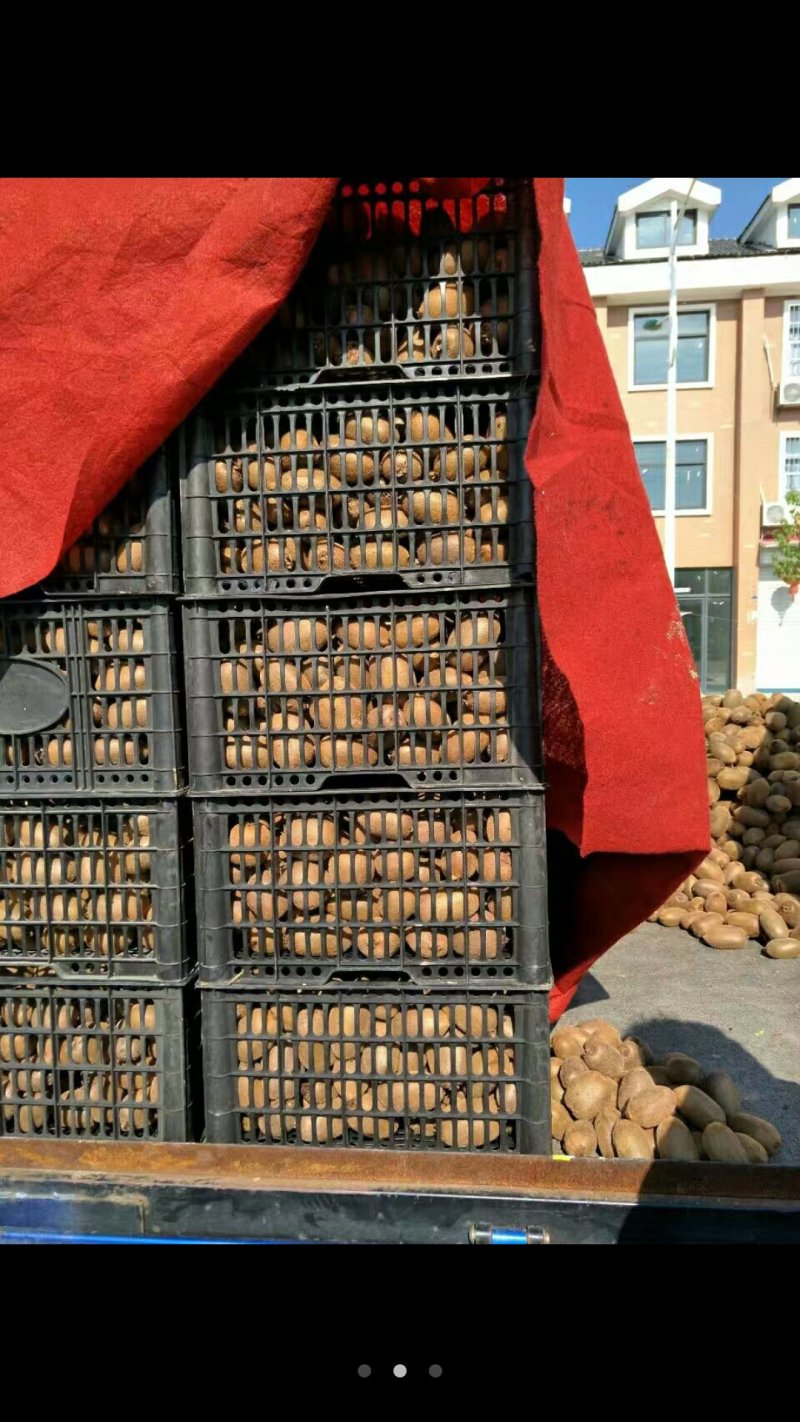 绿心猕猴桃树上鲜果，品质保证。价格优惠。