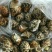 供大量多种新鲜急冻的上等质优价廉海鲜产品