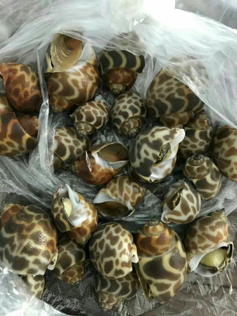 供大量多种新鲜急冻的上等质优价廉海鲜产品