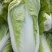 夏阳白菜、精品