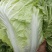 夏阳白菜、精品