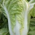 夏阳白菜、精品
