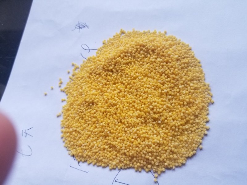 新小米大金苗小米粘