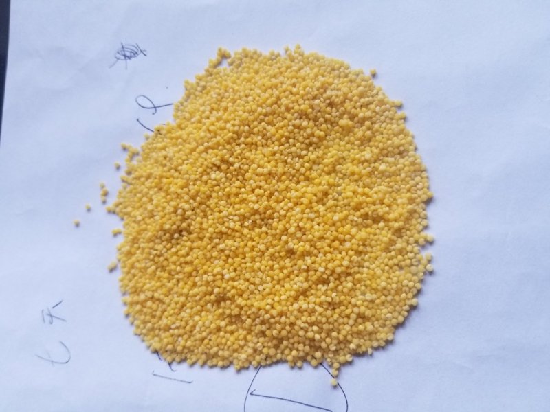 新小米大金苗小米粘