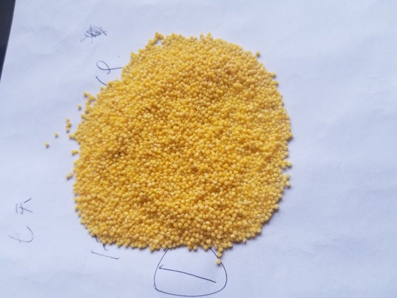 新小米大金苗小米粘