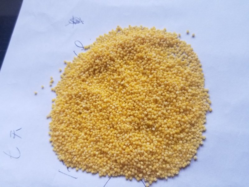 新小米大金苗小米粘