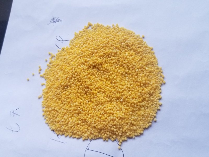 新小米大金苗小米粘