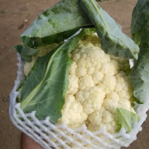 雪玉花菜精品