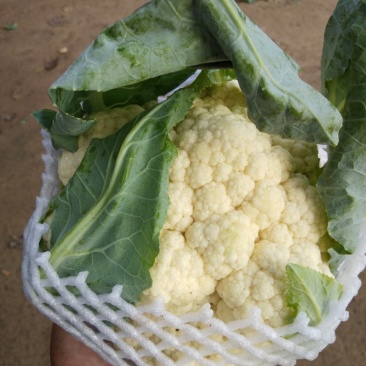 雪玉花菜精品