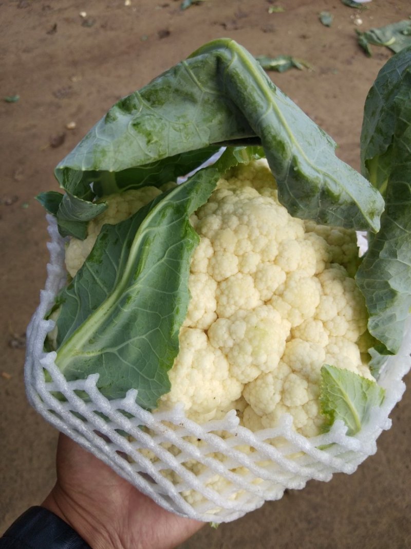 雪玉花菜精品