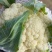 雪玉花菜精品