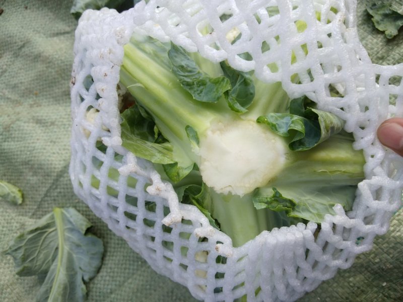 雪玉花菜精品