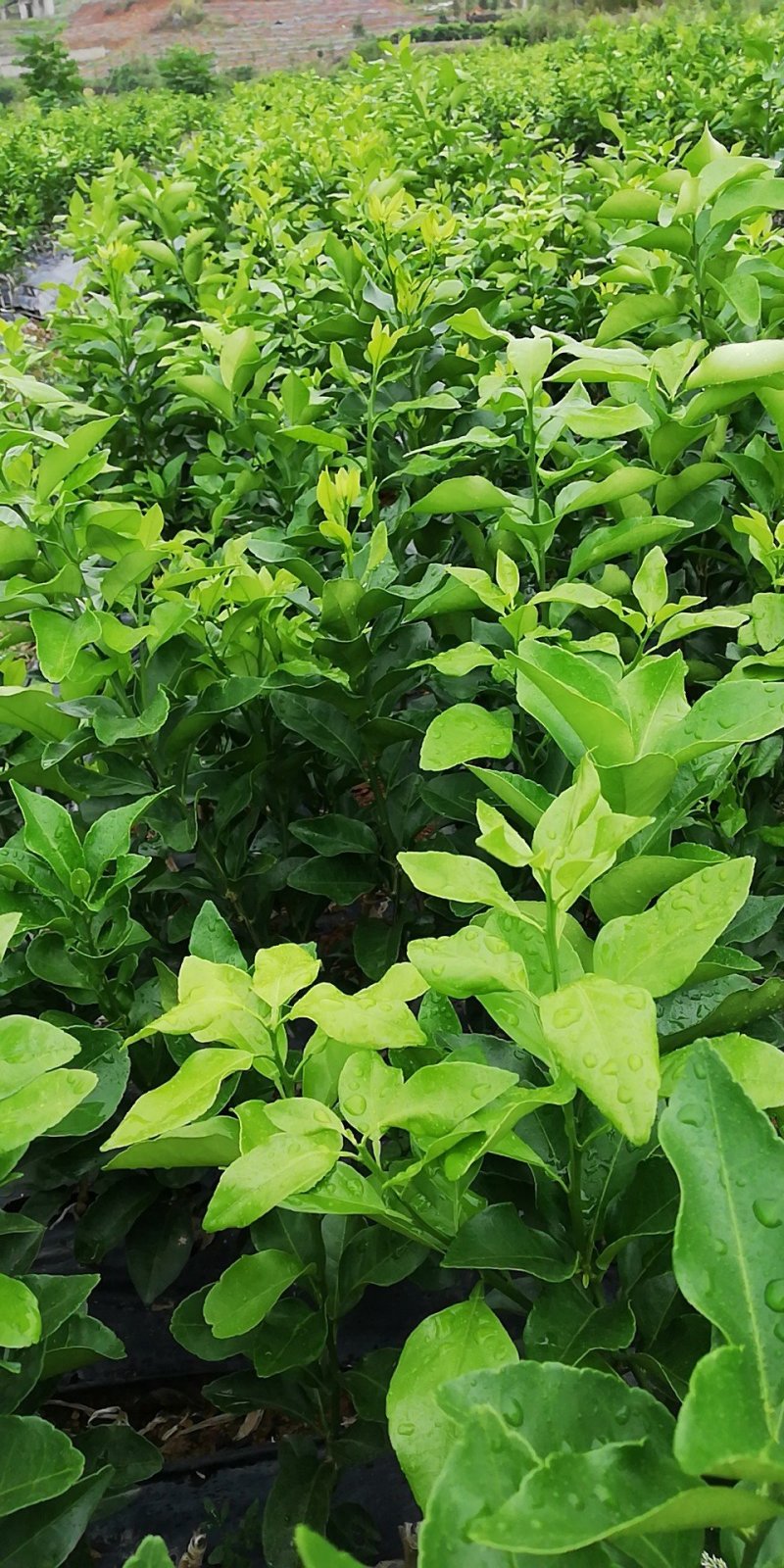 早熟沙糖桔苗10月中上市季节优势明显包邮枝术支持
