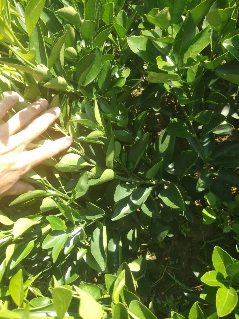 卡拉卡拉红肉脐橙苗30~50cm产地一手货源价格低