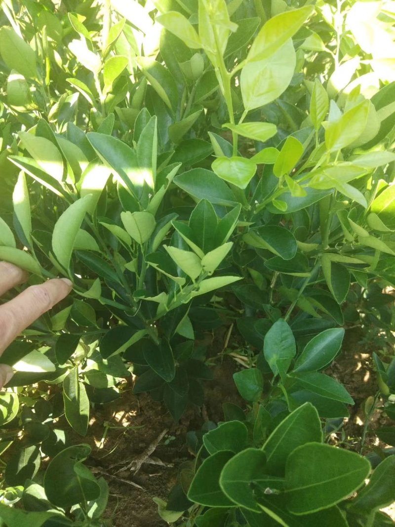 卡拉卡拉红肉脐橙苗30~50cm产地一手货源价格低