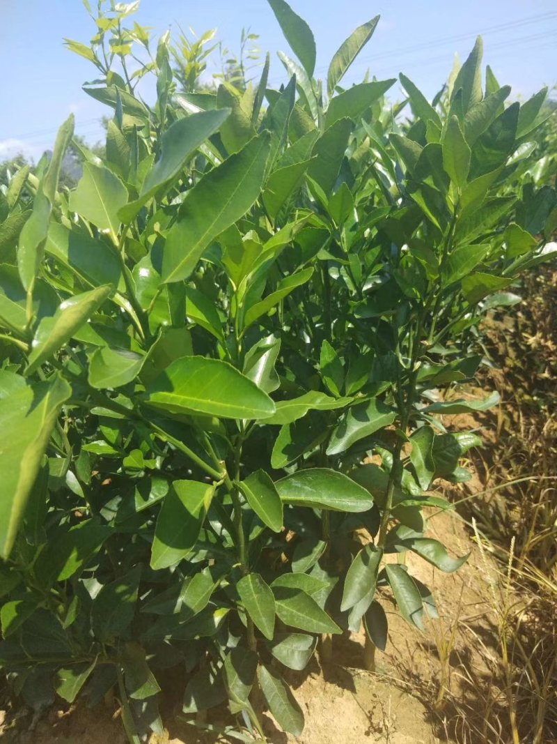 卡拉卡拉红肉脐橙苗30~50cm产地一手货源价格低