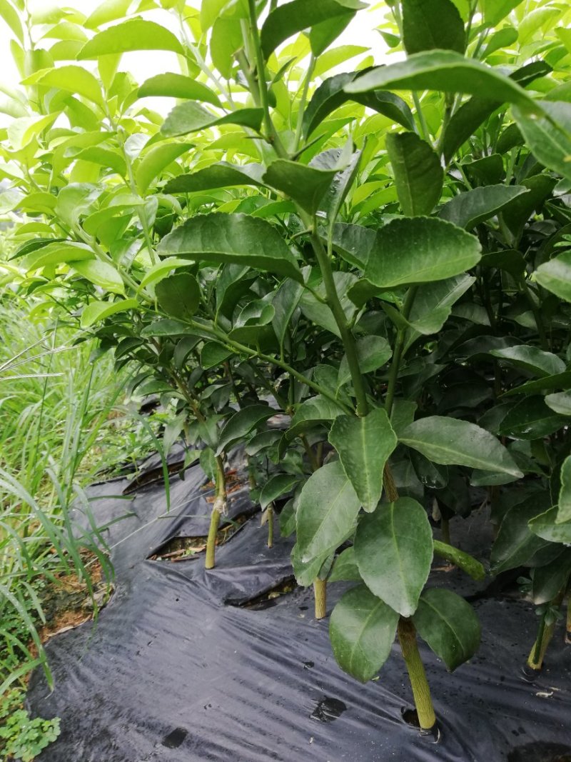 沙糖桔苗精品一级苗包邮（高产，免费枝术支持）