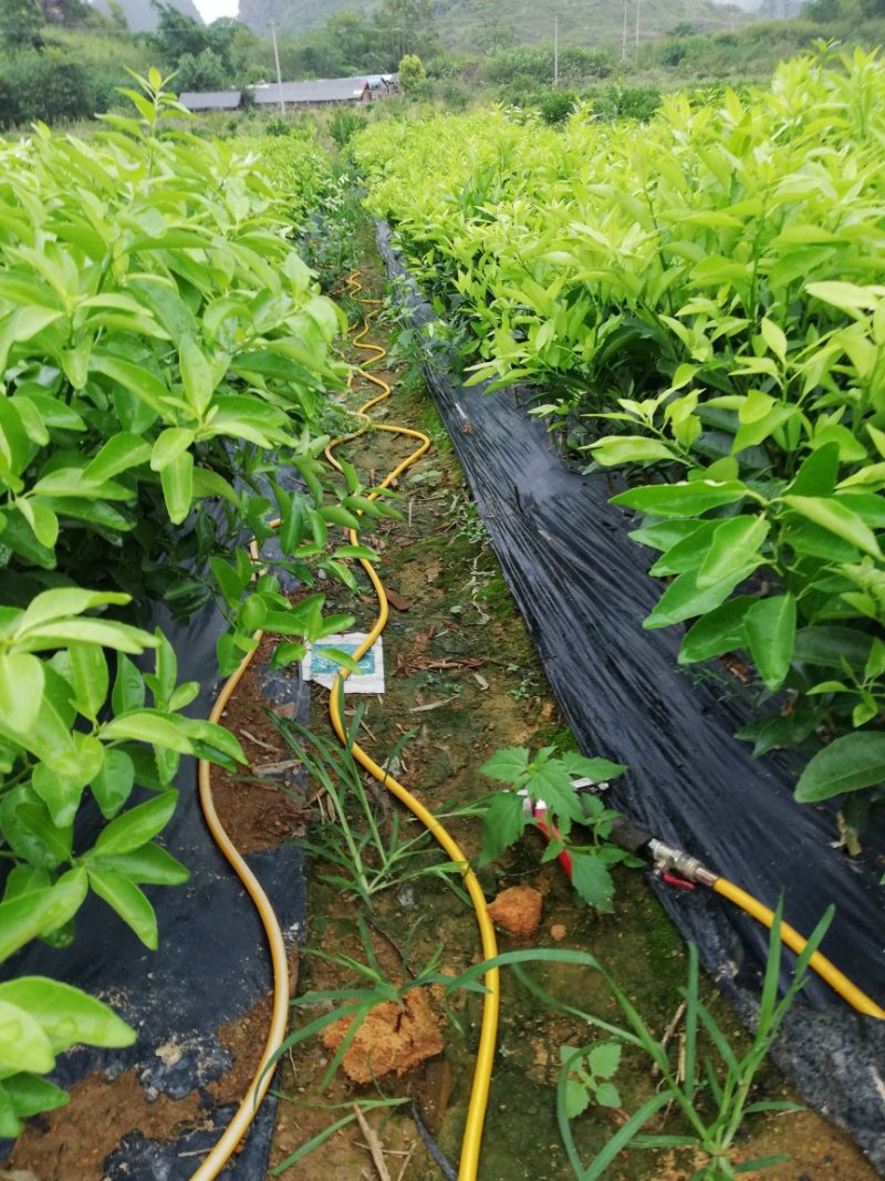 沙糖桔苗精品一级苗包邮（高产，免费枝术支持）