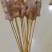 象拔蚌尾串