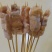 象拔蚌尾串
