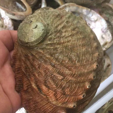 澳洲鲍螺