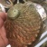 澳洲鲍螺