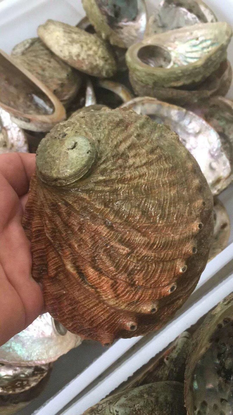 澳洲鲍螺