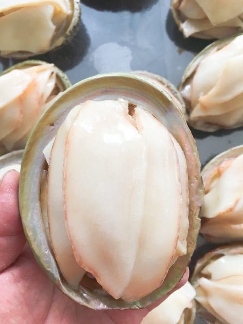 澳洲鲍螺