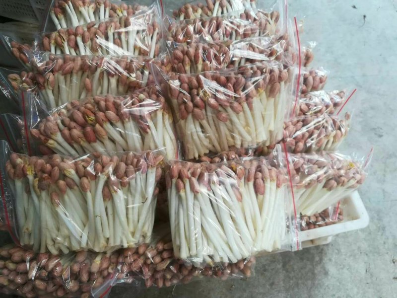 精品花生芽