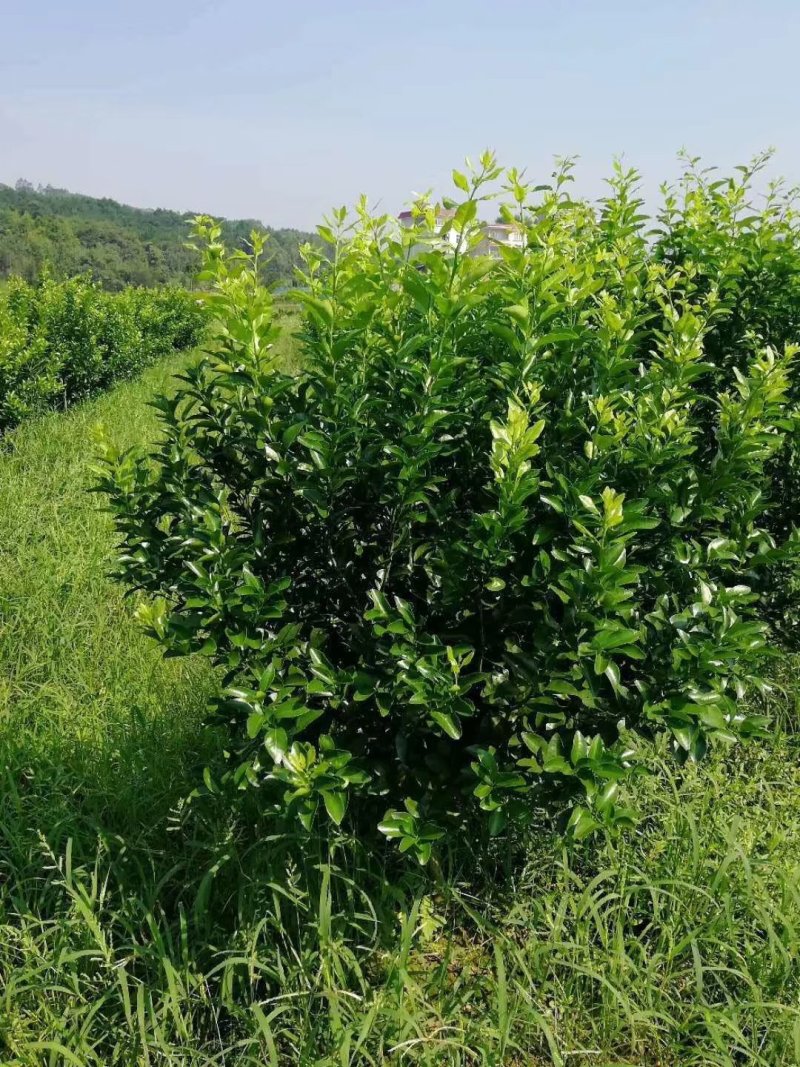 砂糖桔3年树带果树带土球成活快丰产免费技术支持