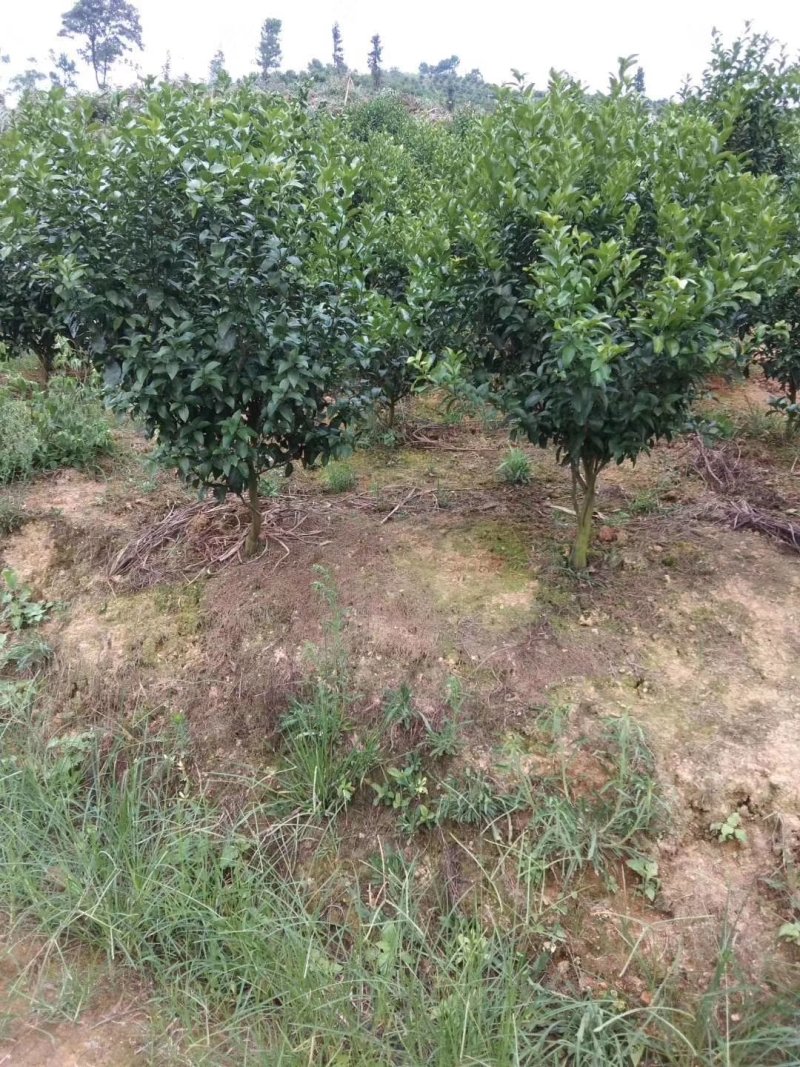 砂糖桔3年树带果树带土球成活快丰产免费技术支持