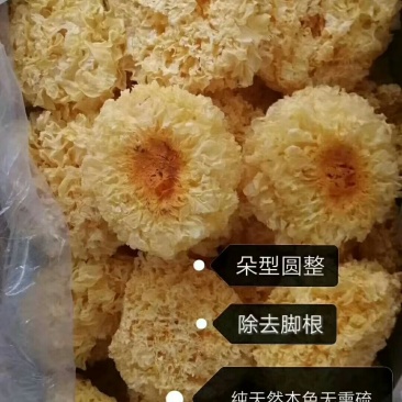 银耳
