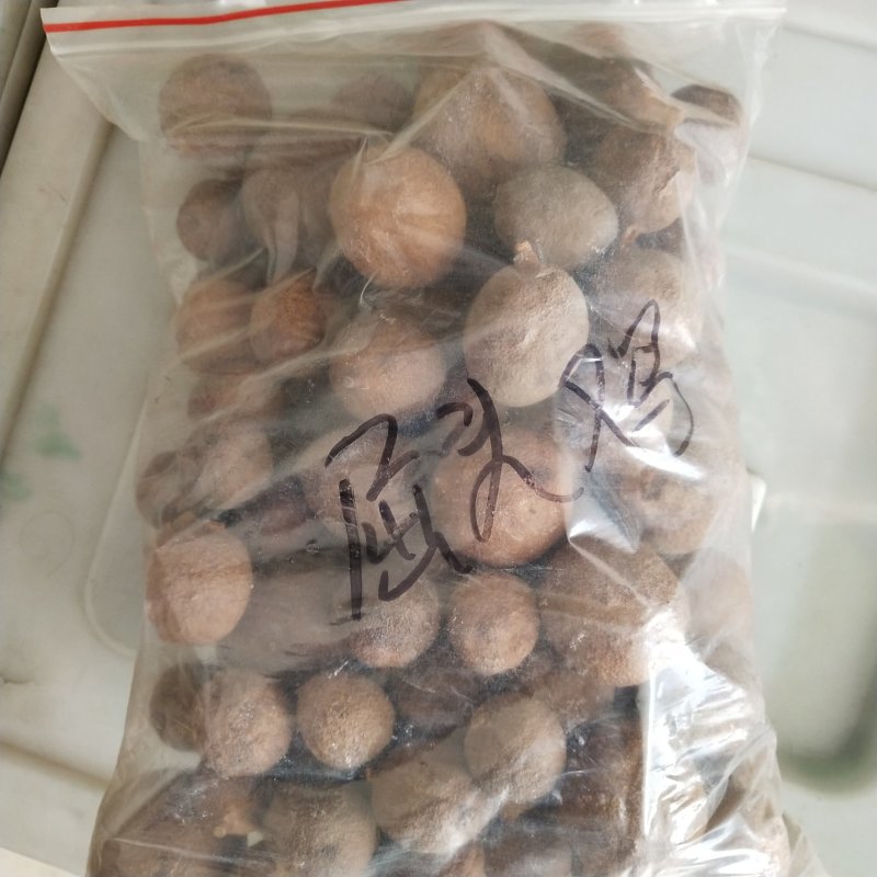 屈头鸡