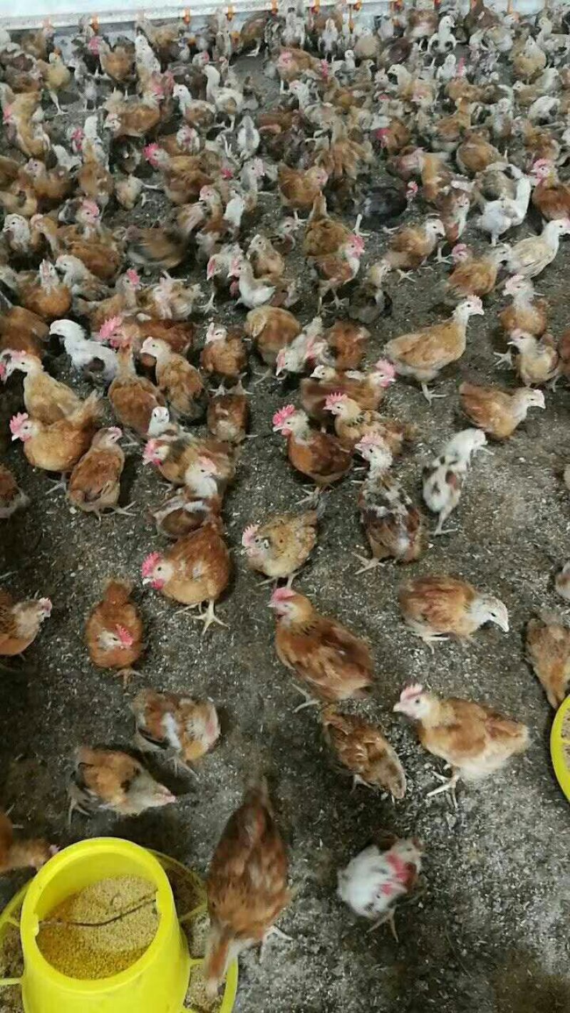 大红公鸡包防疫包成活包运输品种好，价格低。