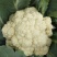 白花菜花精品