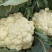 白花菜花精品