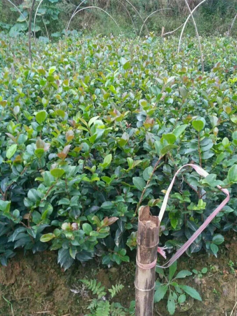 茶梅茶梅芽苗地苗杯苗小毛球湖南茶梅苗茶梯基地直发