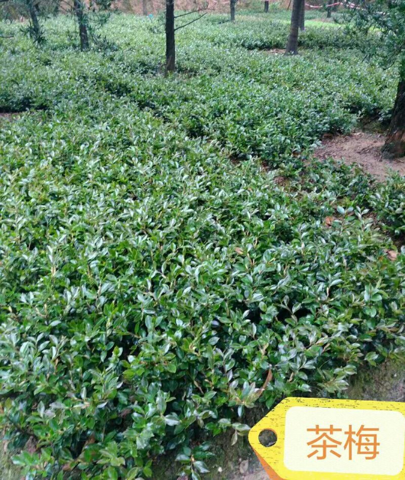 茶梅茶梅芽苗地苗杯苗小毛球湖南茶梅苗茶梯基地直发