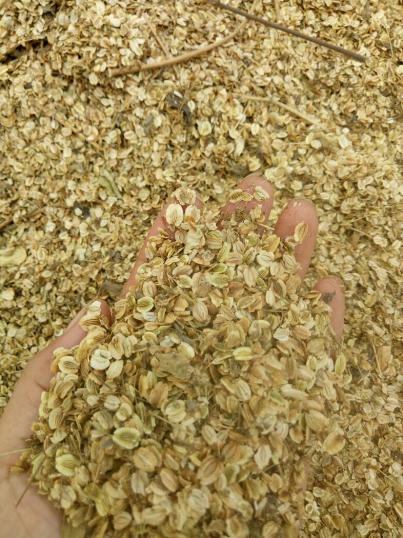 白芷，一年收，个大产量高效益快，好管理，上门回收！