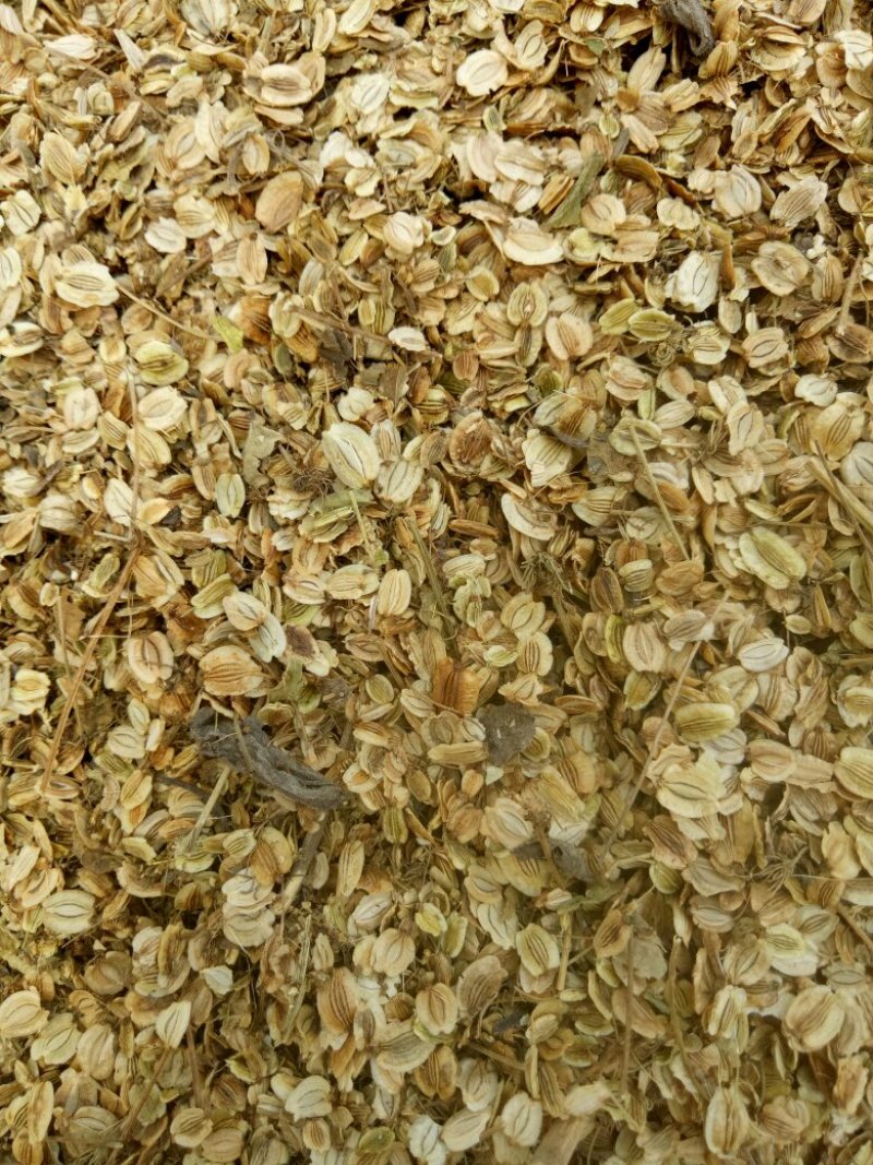 白芷，一年收，个大产量高效益快，好管理，上门回收！