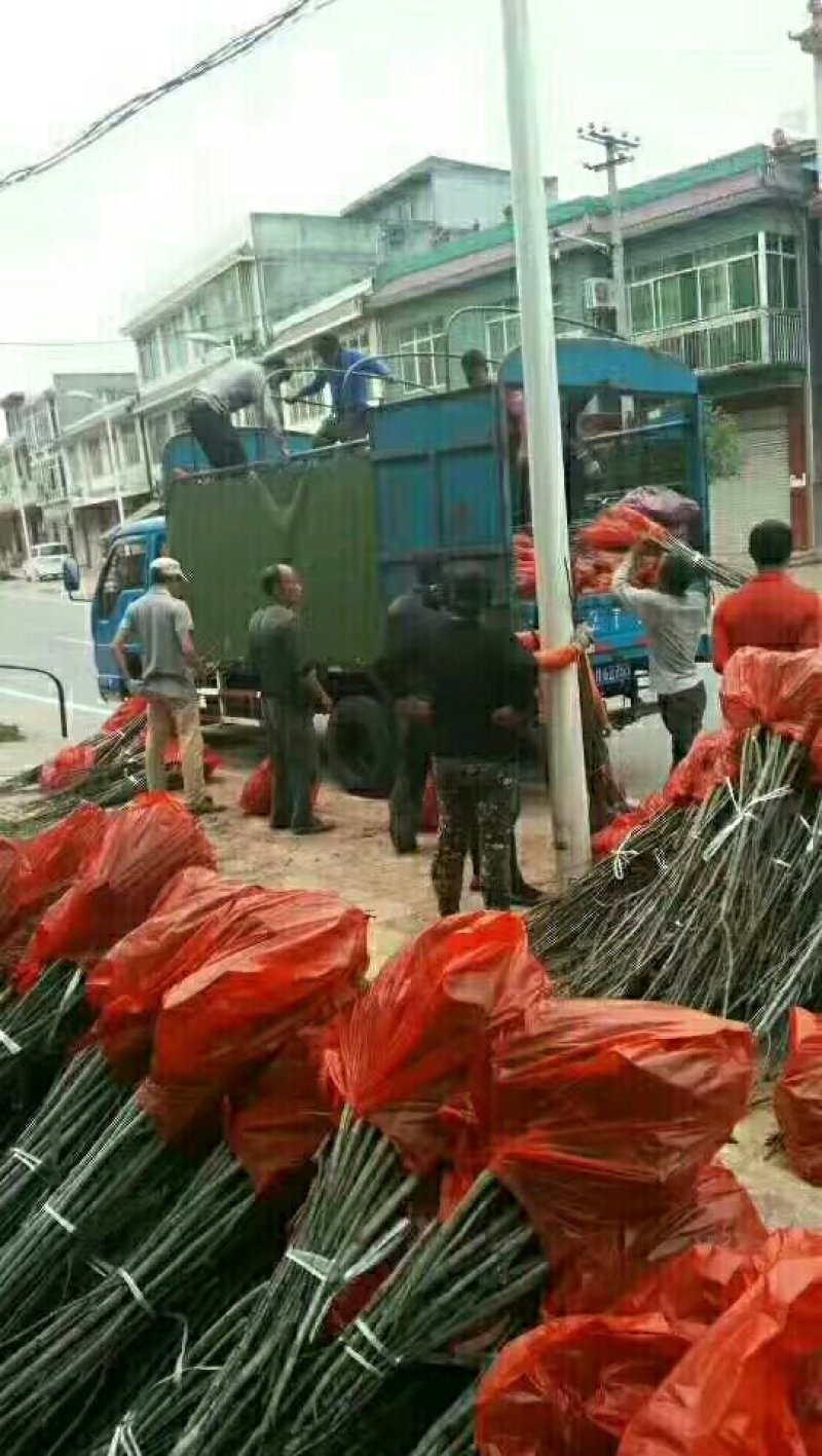嫁接良种核桃苗，核桃苗基地，嫁接核桃苗，品种纯正