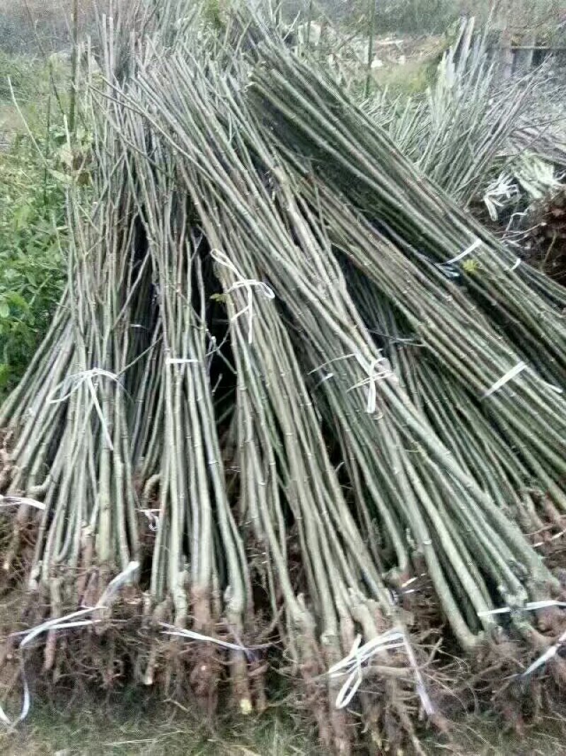 嫁接良种核桃苗，核桃苗基地，嫁接核桃苗，品种纯正