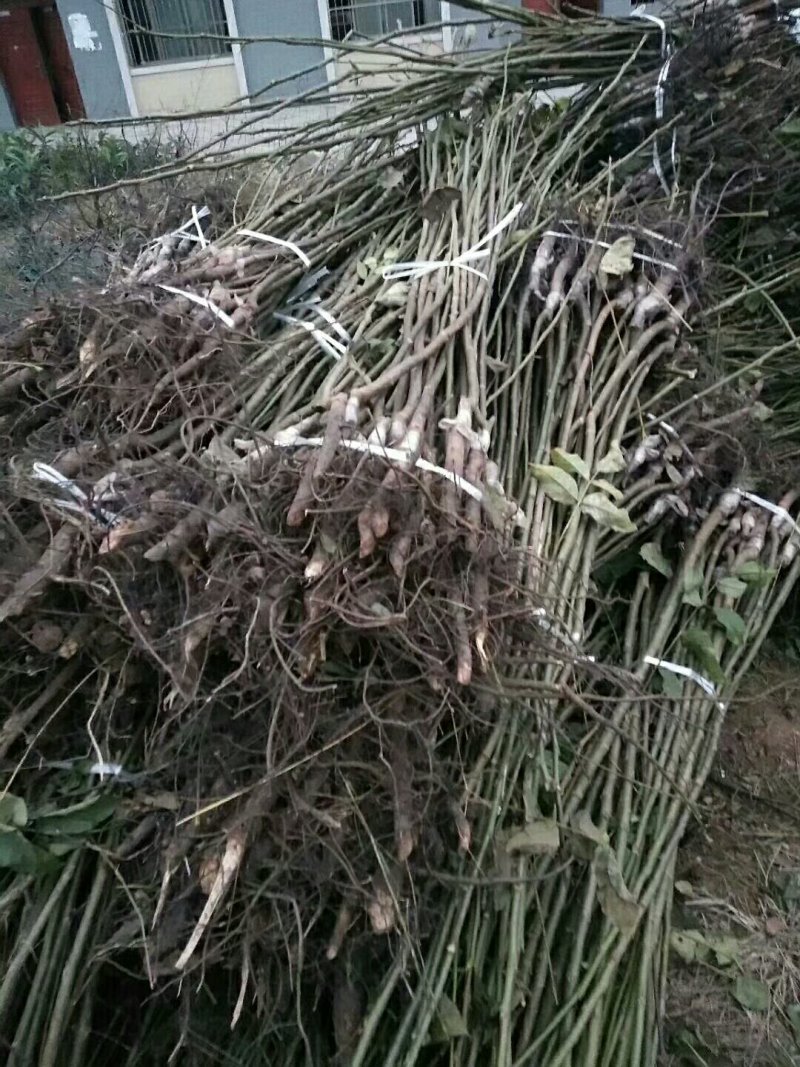 嫁接良种核桃苗，核桃苗基地，嫁接核桃苗，品种纯正