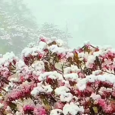 竹架小竹子