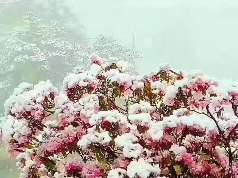 竹架小竹子