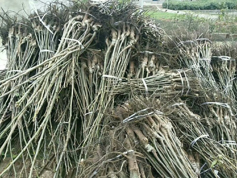 挂果枝条嫁接薄壳核桃苗，基地直销，嫁接核桃苗，核桃苗基地