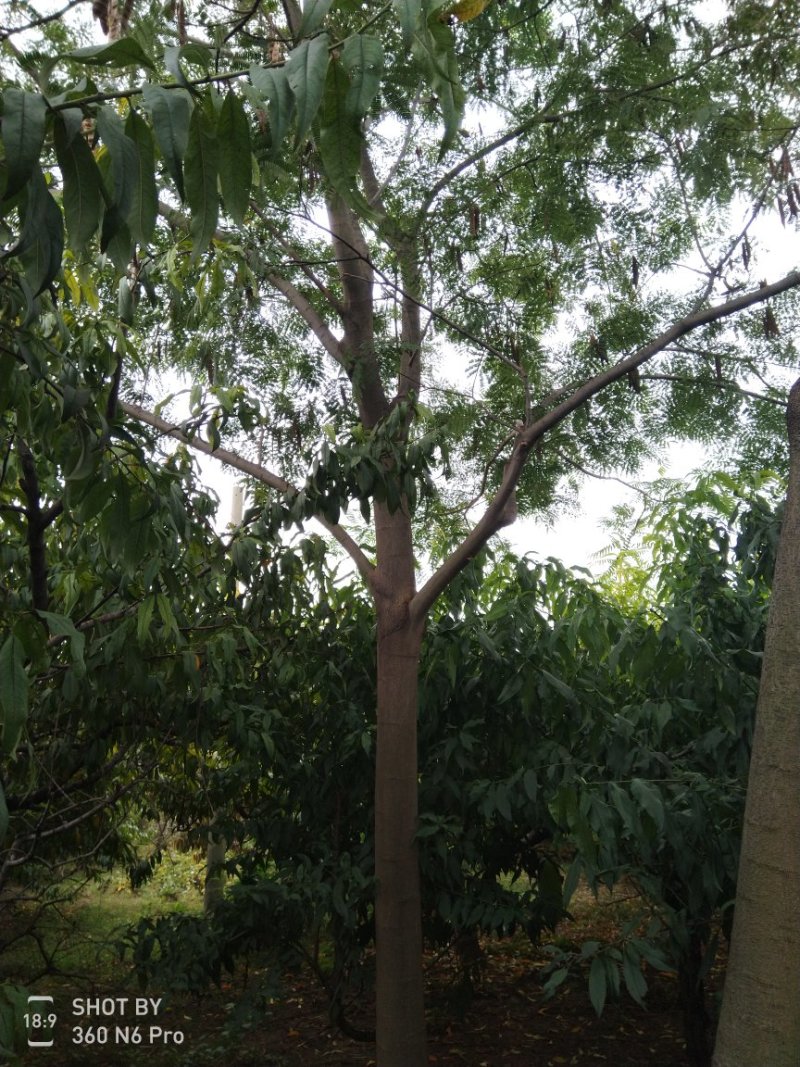 合欢树，精品合欢树
