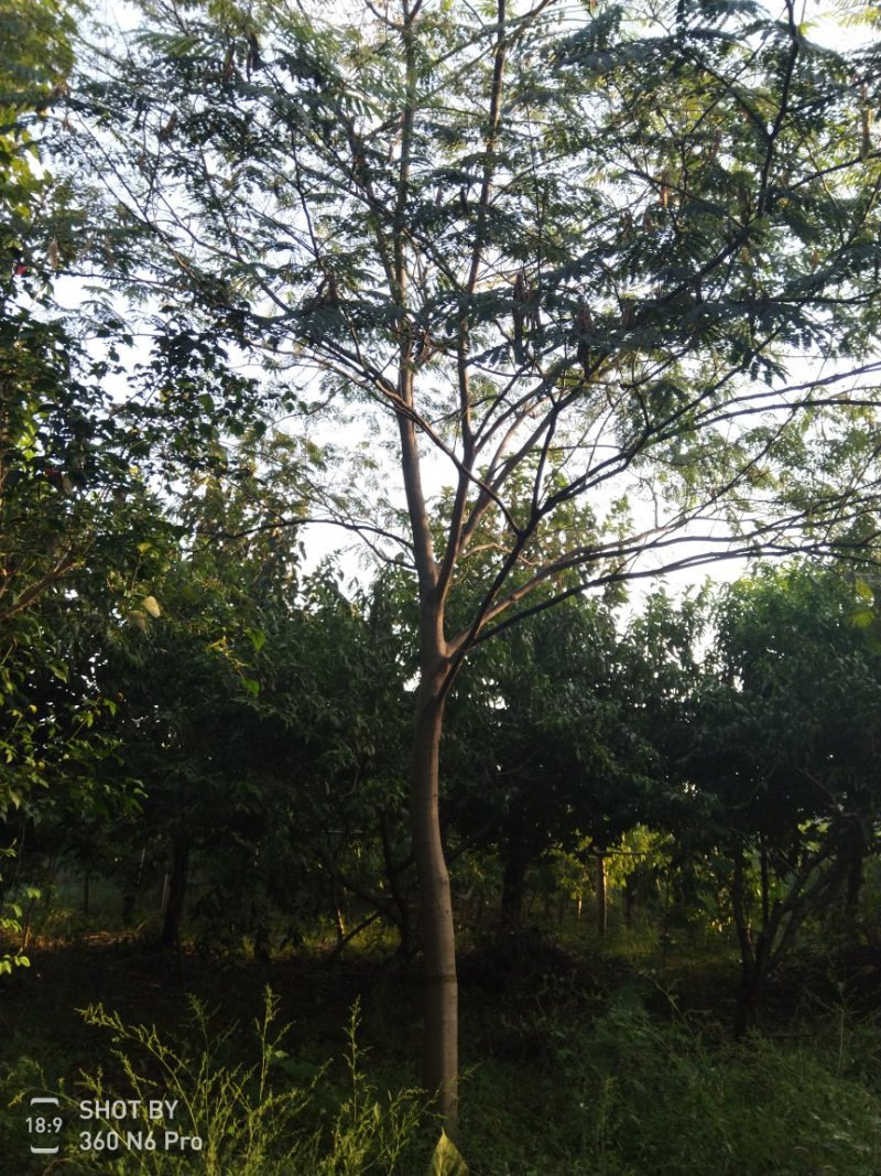 合欢树，精品合欢树